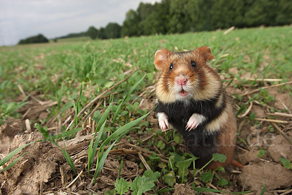 Hamster (Cricetus cricetus)