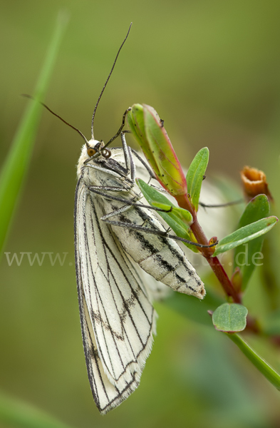 Hartheu-Spanner (Siona lineata)