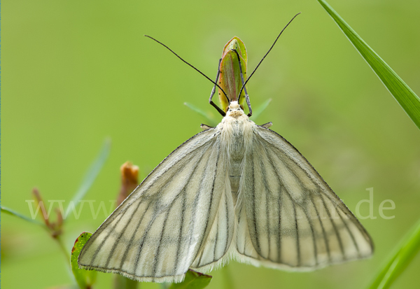 Hartheu-Spanner (Siona lineata)