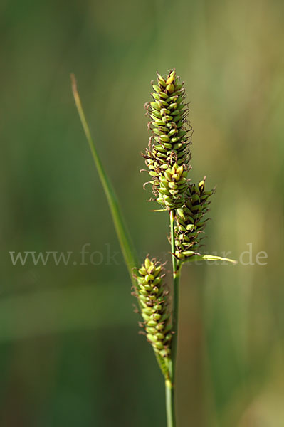 Hartmans Segge (Carex hartmanii)