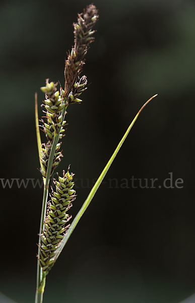 Hartmans Segge (Carex hartmanii)