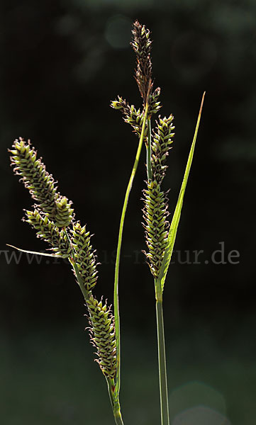 Hartmans Segge (Carex hartmanii)