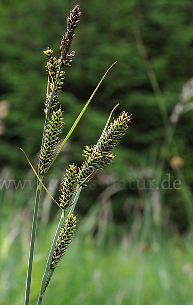 Hartmans Segge (Carex hartmanii)