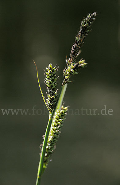 Hartmans Segge (Carex hartmanii)