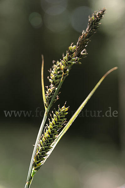 Hartmans Segge (Carex hartmanii)