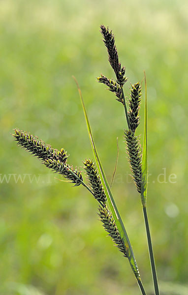 Hartmans Segge (Carex hartmanii)