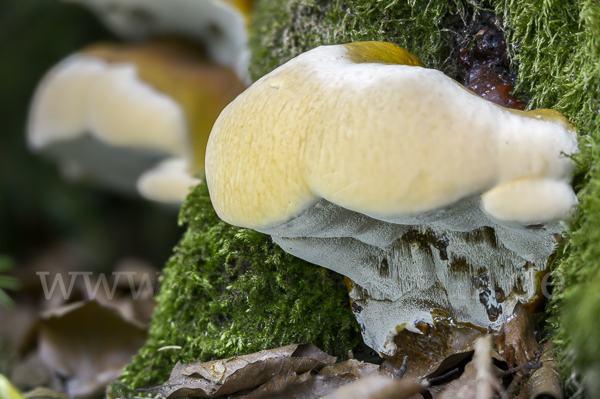 Harziger Lackporling (Ganoderma resinaceum)