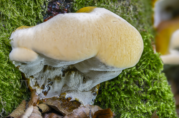 Harziger Lackporling (Ganoderma resinaceum)