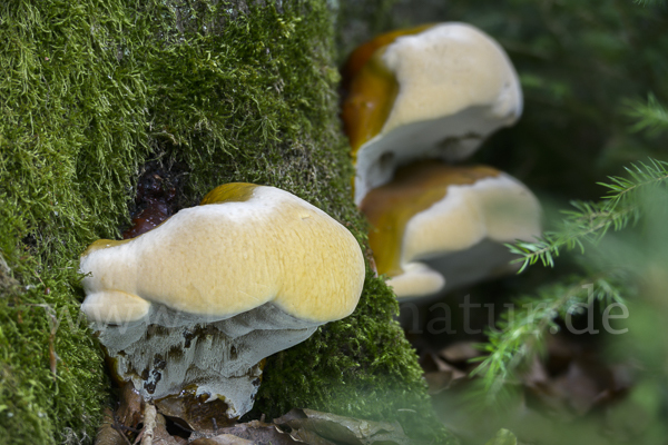 Harziger Lackporling (Ganoderma resinaceum)