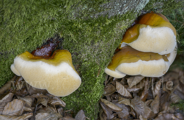 Harziger Lackporling (Ganoderma resinaceum)