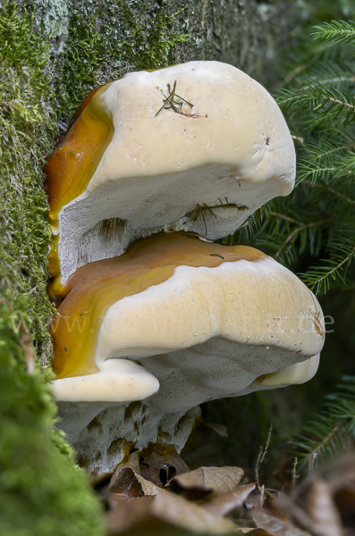 Harziger Lackporling (Ganoderma resinaceum)