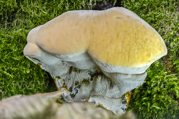 Harziger Lackporling (Ganoderma resinaceum)