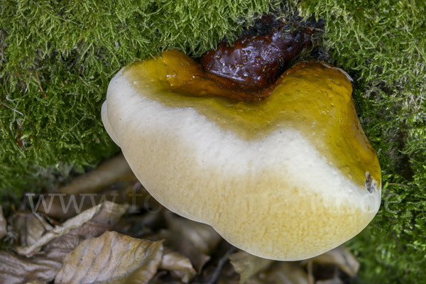 Harziger Lackporling (Ganoderma resinaceum)