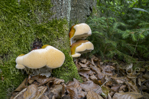 Harziger Lackporling (Ganoderma resinaceum)