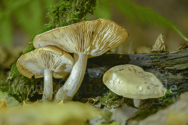 Harziger Sägeblättling (Neolentinus adhaerens)