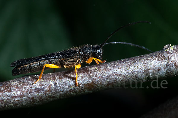 Haselbock (Oberea linearis)