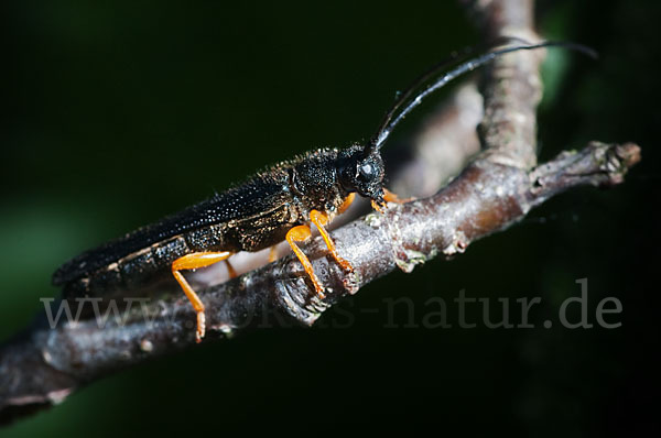 Haselbock (Oberea linearis)