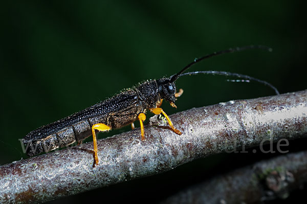 Haselbock (Oberea linearis)