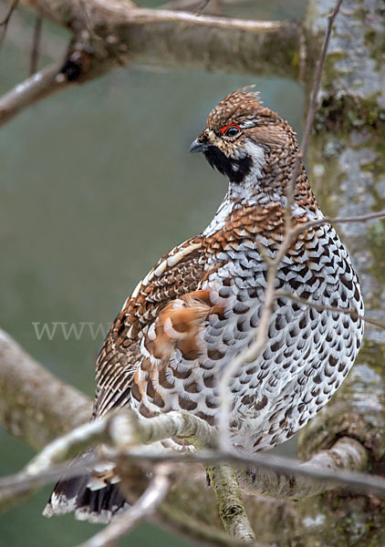 Haselhuhn (Tetrastes bonasia)