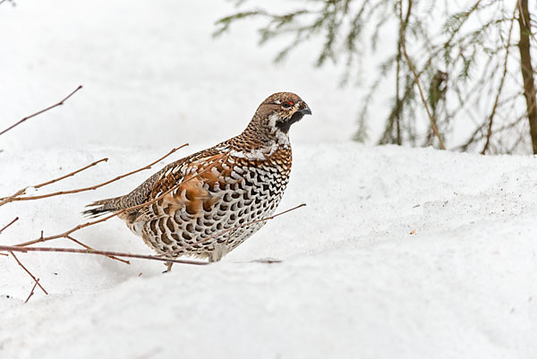 Haselhuhn (Tetrastes bonasia)