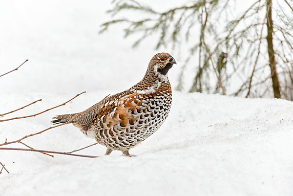 Haselhuhn (Tetrastes bonasia)