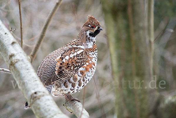 Haselhuhn (Tetrastes bonasia)