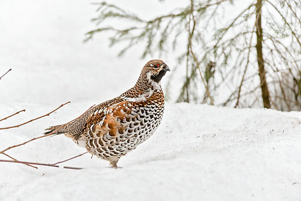 Haselhuhn (Tetrastes bonasia)