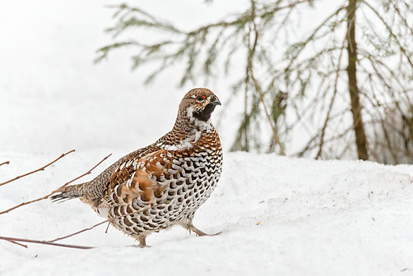 Haselhuhn (Tetrastes bonasia)