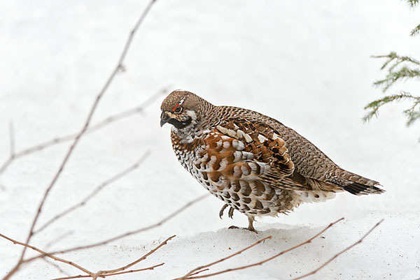 Haselhuhn (Tetrastes bonasia)