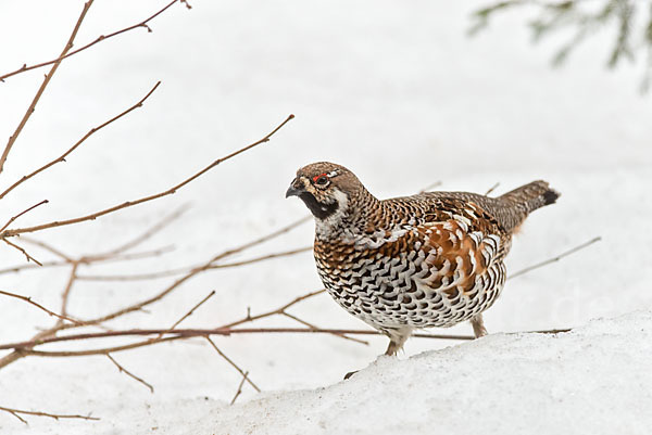 Haselhuhn (Tetrastes bonasia)