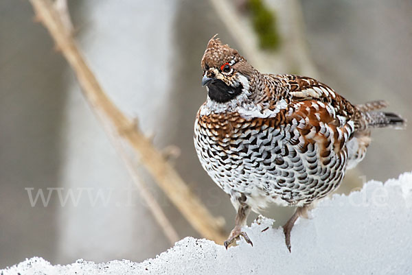 Haselhuhn (Tetrastes bonasia)