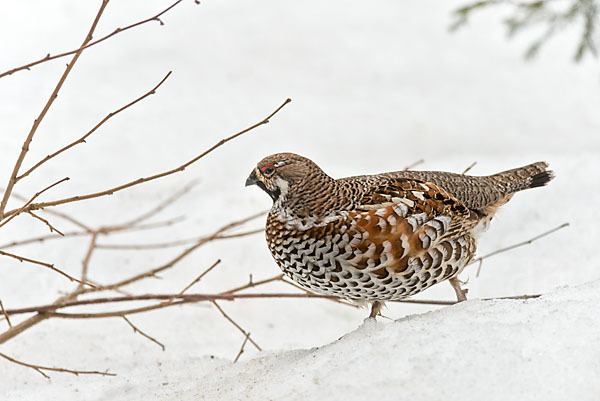 Haselhuhn (Tetrastes bonasia)