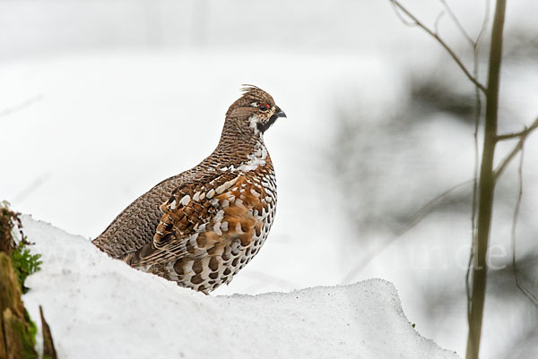 Haselhuhn (Tetrastes bonasia)