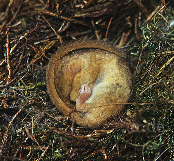 Haselmaus (Muscardinus avellanarius)