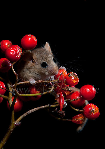 Haselmaus (Muscardinus avellanarius)