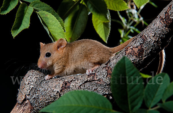 Haselmaus (Muscardinus avellanarius)