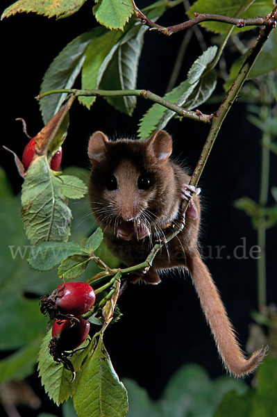 Haselmaus (Muscardinus avellanarius)