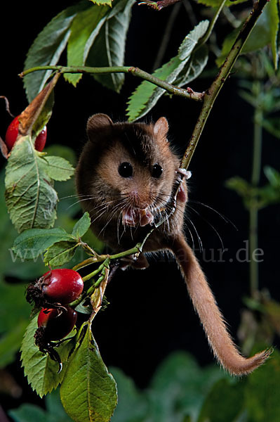 Haselmaus (Muscardinus avellanarius)