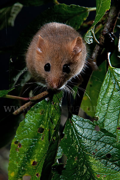 Haselmaus (Muscardinus avellanarius)