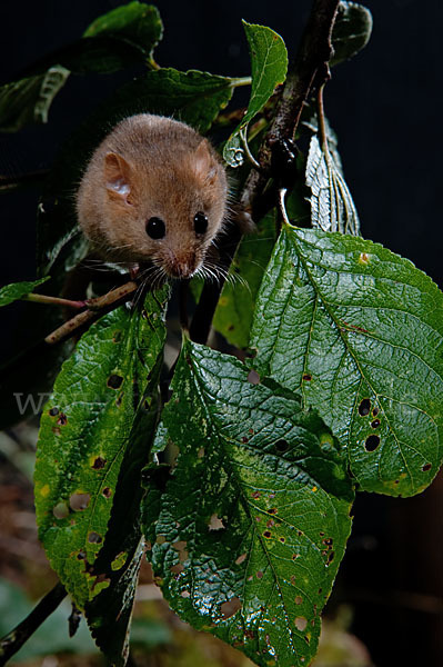 Haselmaus (Muscardinus avellanarius)