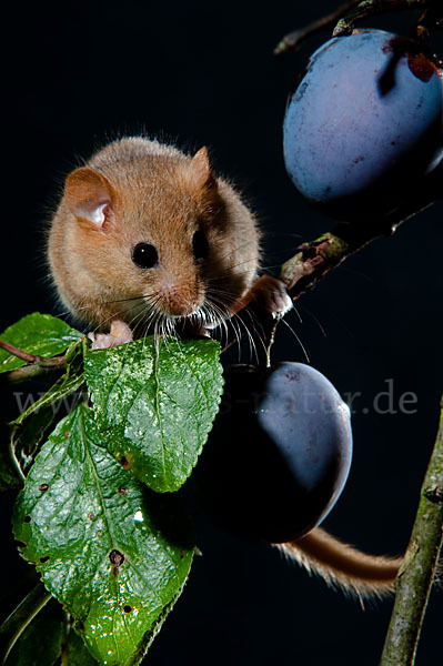 Haselmaus (Muscardinus avellanarius)