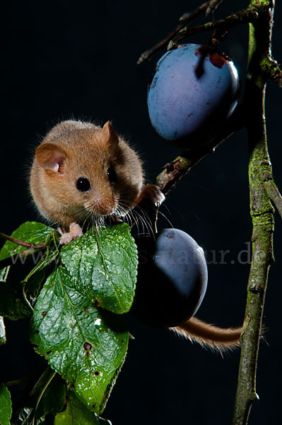 Haselmaus (Muscardinus avellanarius)