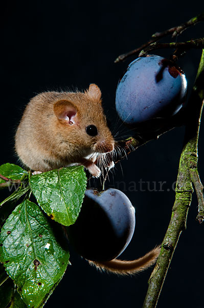 Haselmaus (Muscardinus avellanarius)