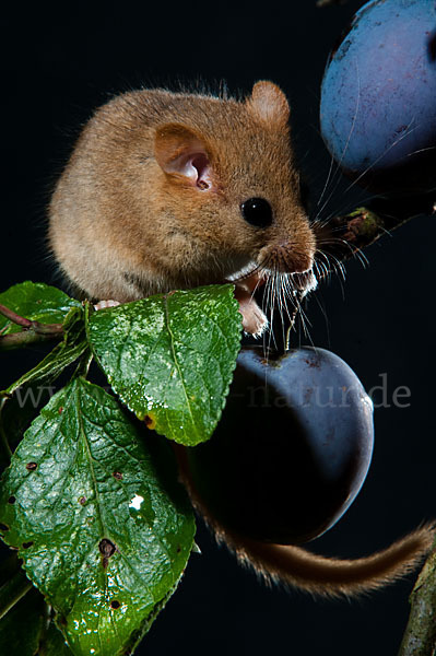 Haselmaus (Muscardinus avellanarius)