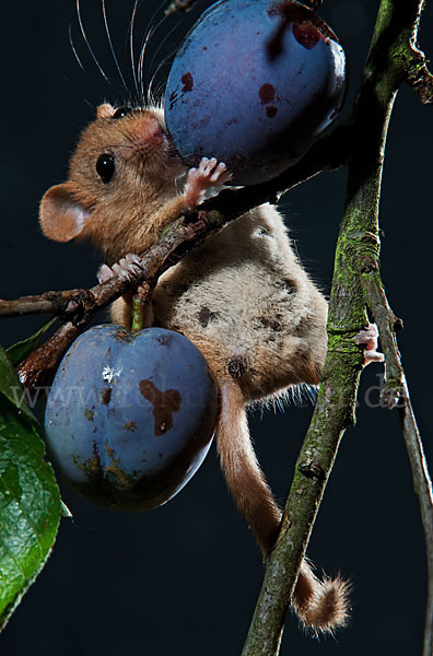 Haselmaus (Muscardinus avellanarius)