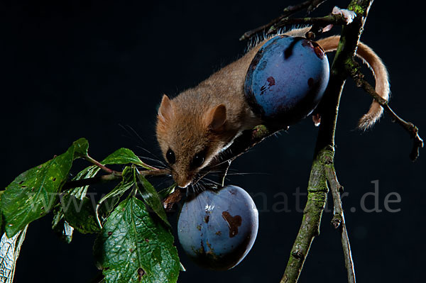 Haselmaus (Muscardinus avellanarius)