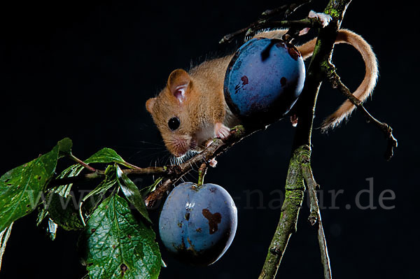 Haselmaus (Muscardinus avellanarius)