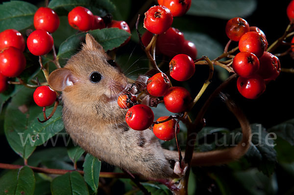 Haselmaus (Muscardinus avellanarius)