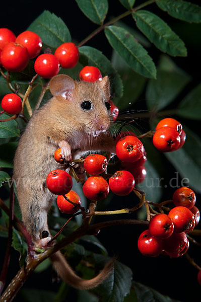 Haselmaus (Muscardinus avellanarius)