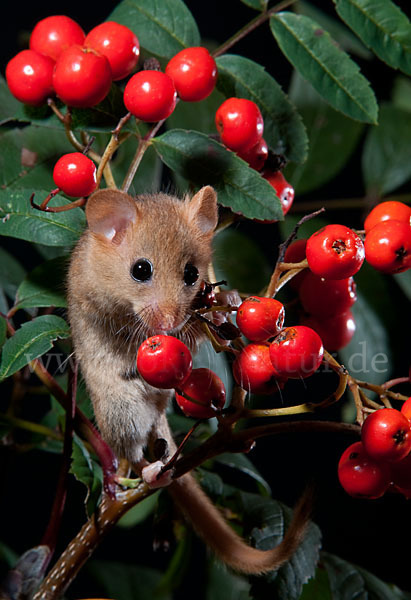 Haselmaus (Muscardinus avellanarius)